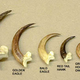 Illustration for article titled More Evidence that Dinosaurs Still Live Among Us